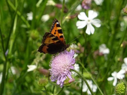 Naturnahe Anlagen f&ouml;rdern den Artenschutz