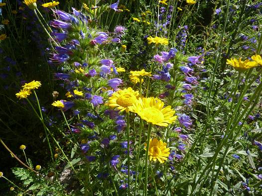 Artenreicher Magerrasen auf Ansaatsfl&auml;che