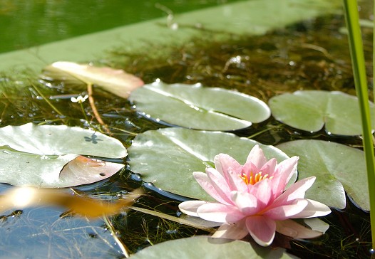 Randbepflanzung Schwimmteich